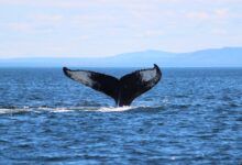 whale jumping over the sea during daytime