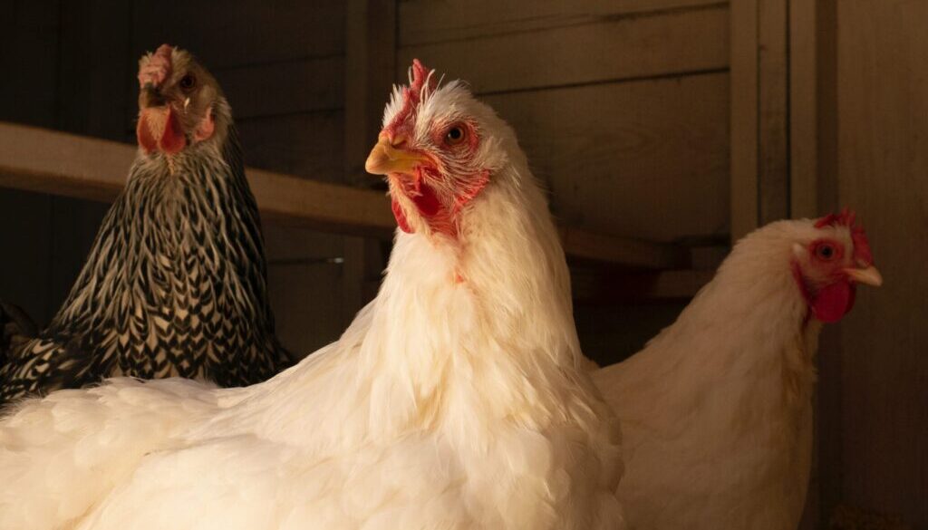 white chicken on brown wooden cage