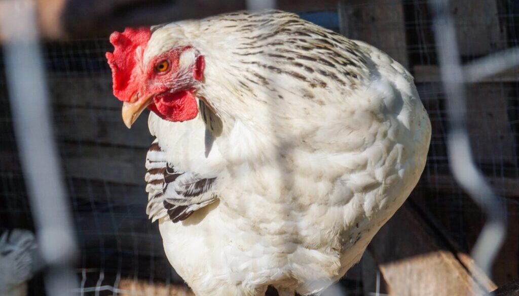 white chicken