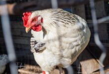 white chicken