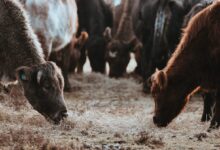 shallow focus photography of brown cow while eating