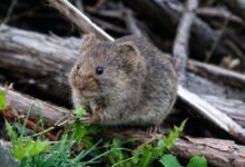 brown rodent eating grass