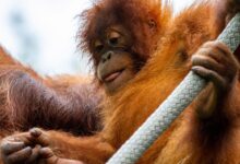 brown monkey holding gray rope