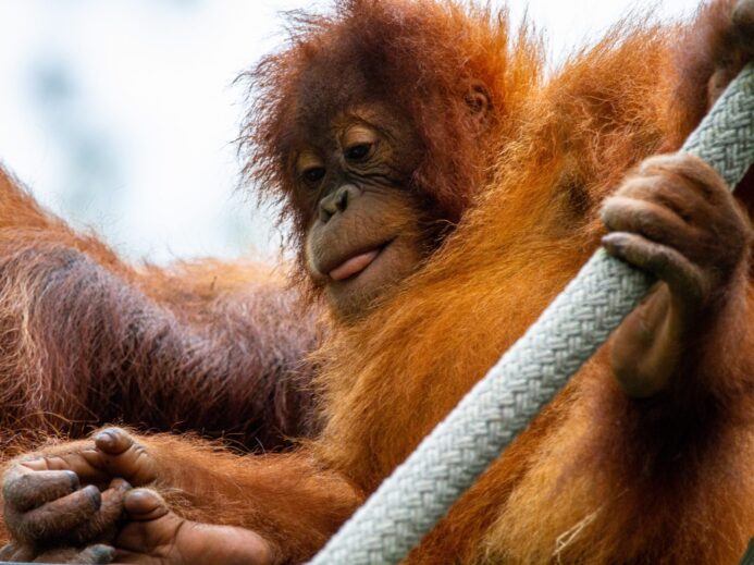 brown monkey holding gray rope