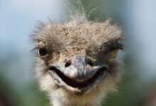 brown ostrich head in close up photography