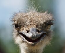 brown ostrich head in close up photography