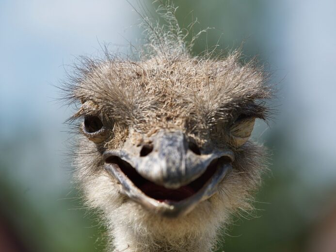 brown ostrich head in close up photography