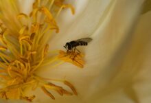 black and yellow fly perched on yellow flower