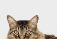 brown and white tabby cat