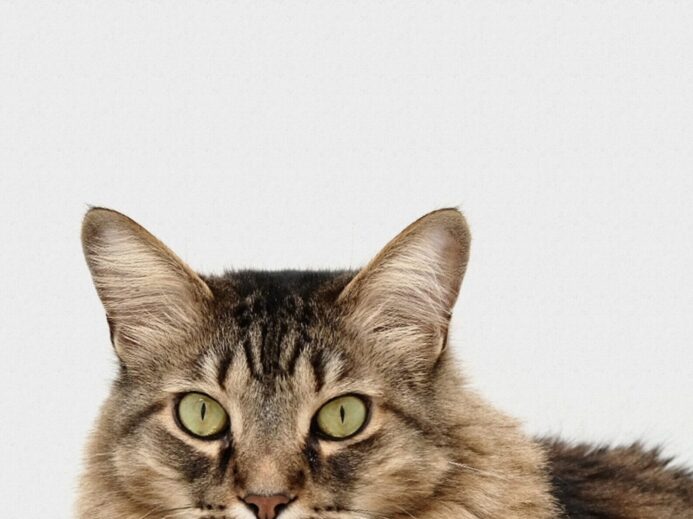 brown and white tabby cat