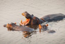 brown and black crocodile on water during daytime