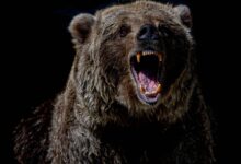 brown bear with blue eyes