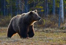 brown bear walking near trees