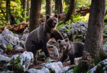 two brown bears near trees beside rocks at daytime