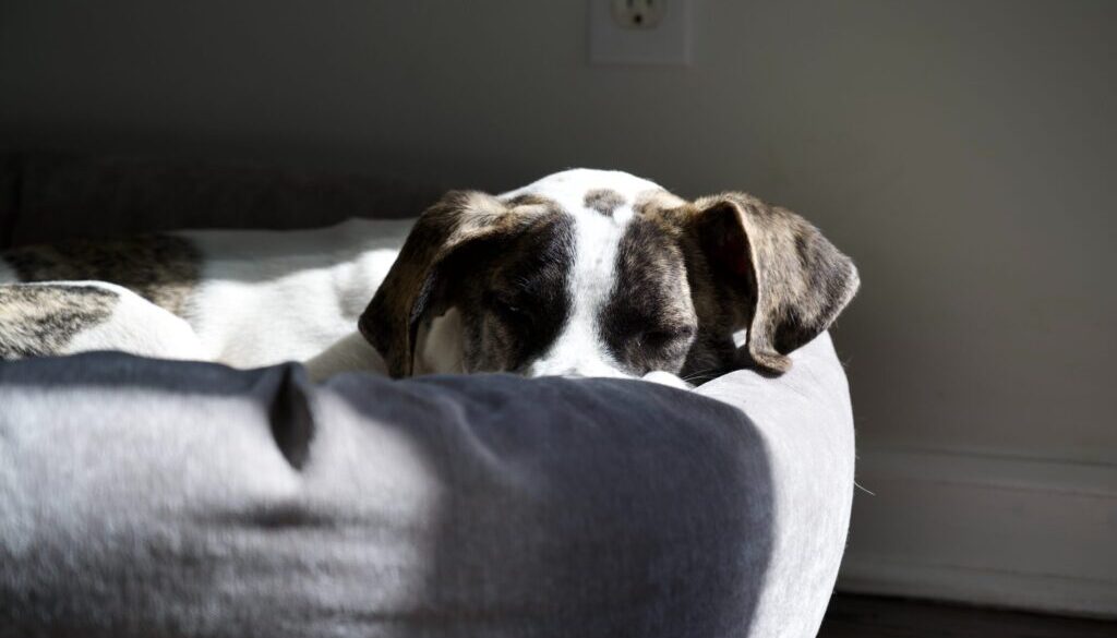 brown and white short coated dog lying on white textile