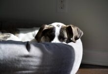 brown and white short coated dog lying on white textile