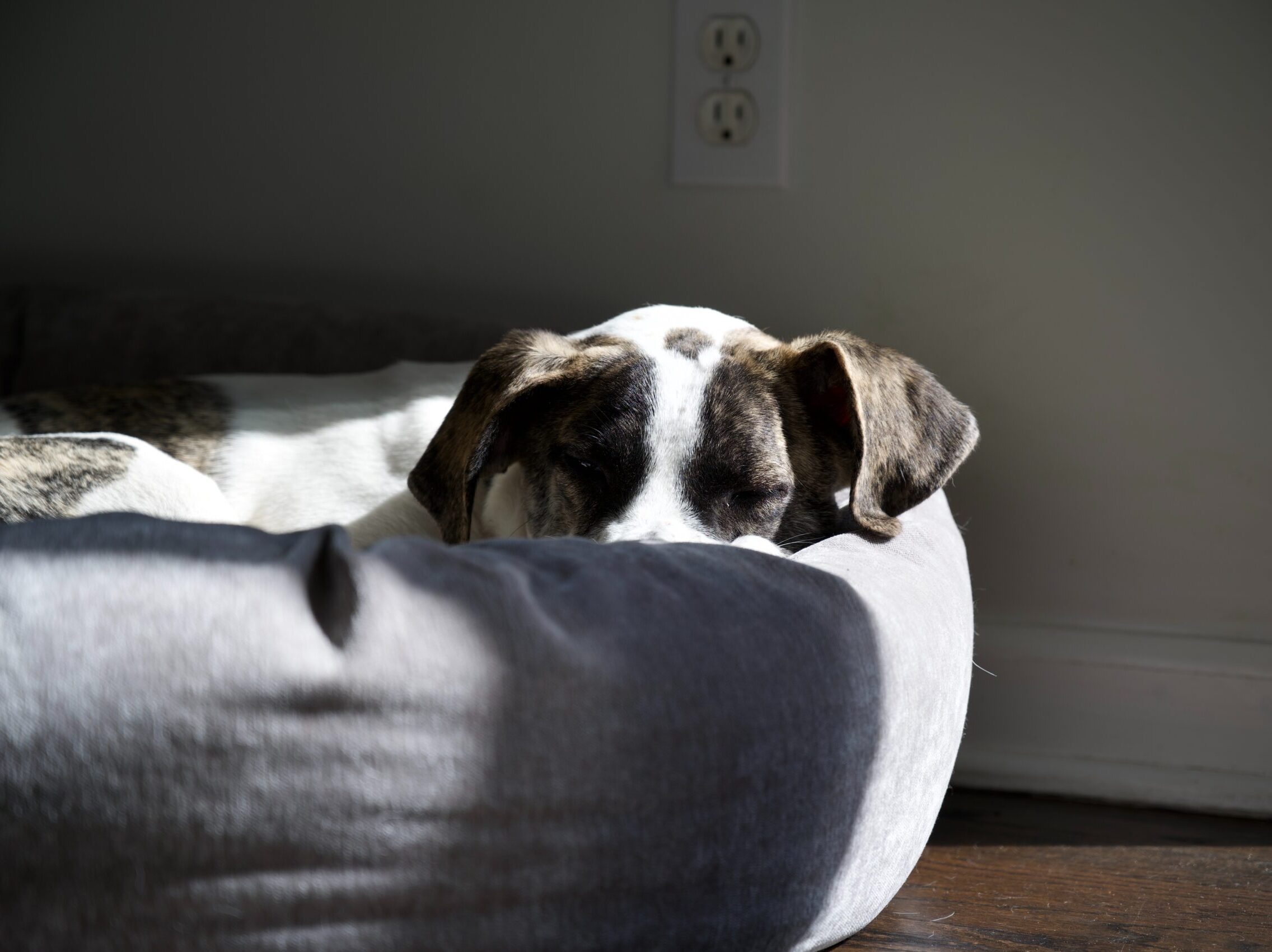 brown and white short coated dog lying on white textile