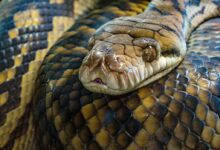 brown snake