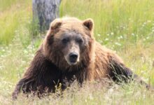 brown bear lying on grass field during daytime