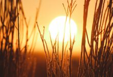 shallow focus photography of grains with sun