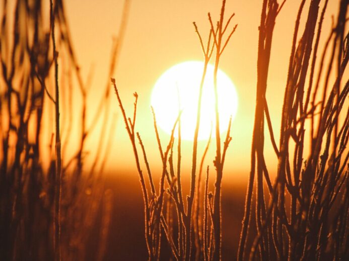 shallow focus photography of grains with sun
