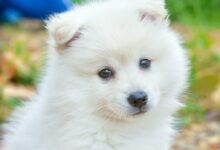 white pomeranian puppy on brown leaves