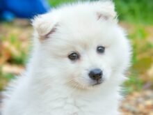 white pomeranian puppy on brown leaves