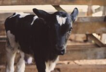 black and white cow calf
