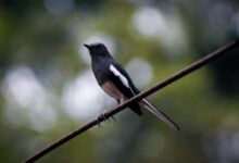 black and white bird on brown tree branch during daytime
