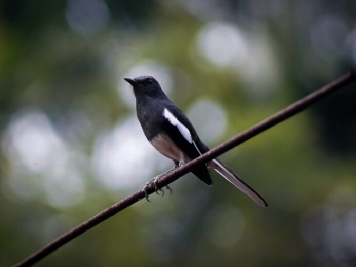 black and white bird on brown tree branch during daytime