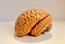 human brain figurine