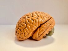 human brain figurine