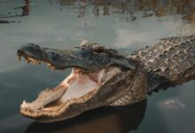gray crocodile on body of water