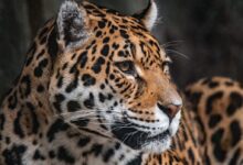 brown and black leopard in close up photography