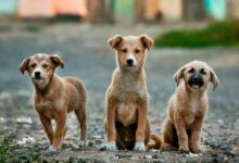 selective focus photography of three brown puppies