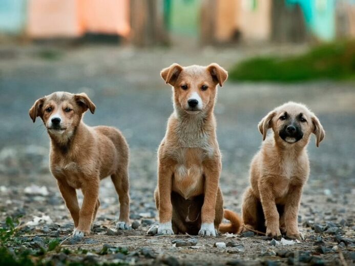selective focus photography of three brown puppies