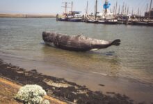 gray fish floating near seashore during daytime
