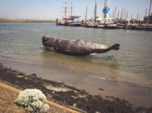 gray fish floating near seashore during daytime