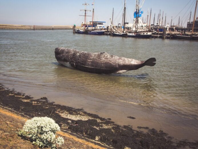 gray fish floating near seashore during daytime
