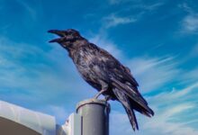 black bird on white metal bar during daytime