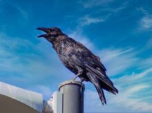 black bird on white metal bar during daytime