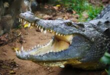 shallow focus photo of gray alligator