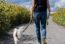 man in blue t-shirt and blue denim jeans walking with white dog on road during