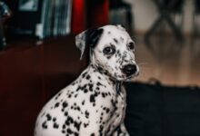 black and white dalmatian dog