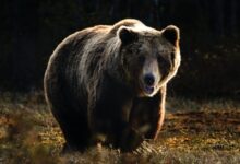 brown bear