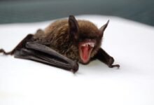 brown and black bat opening mouth