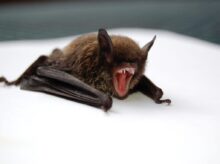 brown and black bat opening mouth