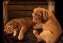 two brown short coat medium ddogs