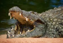 crocodile on body of water during daytime