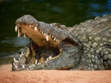 crocodile on body of water during daytime